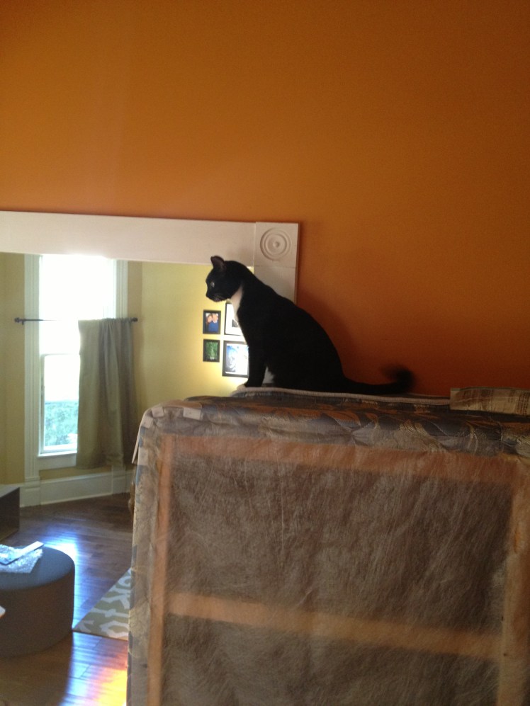 our dear kitty feeling very out of sorts.